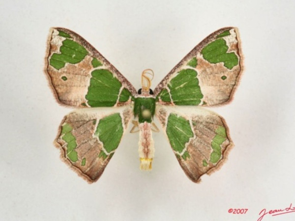 /filer/webapps/moths/media/images/V/viridimacula_Archichlora_A_Albert.jpg