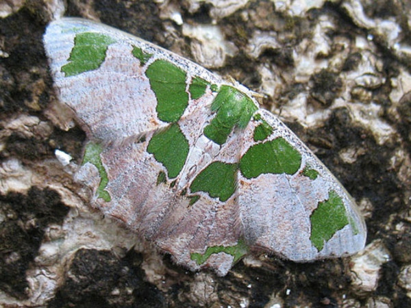 /filer/webapps/moths/media/images/V/viridimacula_Archichlora_A_Wendt.jpg