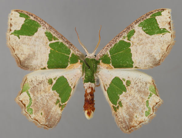 /filer/webapps/moths/media/images/V/viridimacula_Archichlora_A_ZSM_01.jpg
