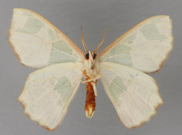 /filer/webapps/moths/media/images/V/viridimacula_Archichlora_A_ZSM_02.jpg