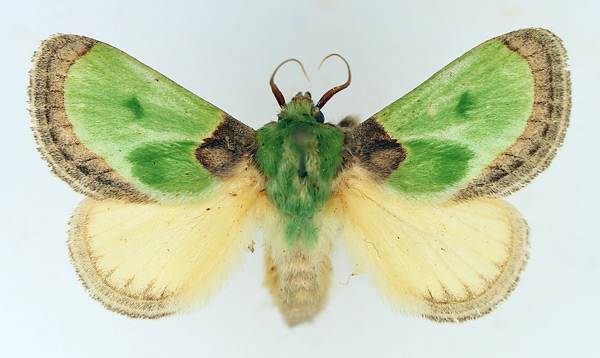 /filer/webapps/moths/media/images/V/viridimixta_Latoia_AM_TMSA.jpg