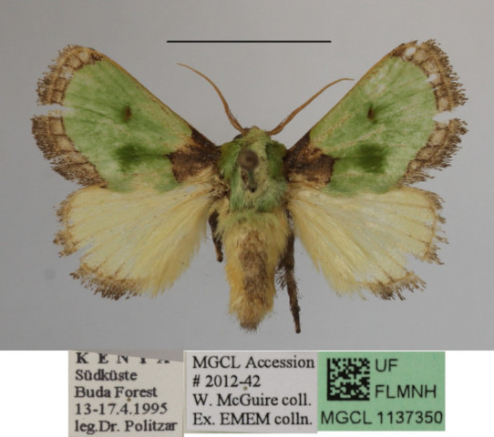 /filer/webapps/moths/media/images/V/viridimixta_Latoia_A_MGCL.jpg