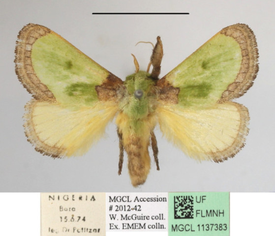 /filer/webapps/moths/media/images/V/viridimixta_Latoia_A_MGCL_02.jpg