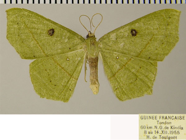 /filer/webapps/moths/media/images/V/viridipennaria_Traminda_AF_ZSM.jpg