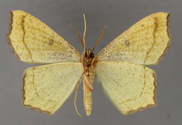 /filer/webapps/moths/media/images/V/viridipennaria_Traminda_A_ZSM_02.jpg