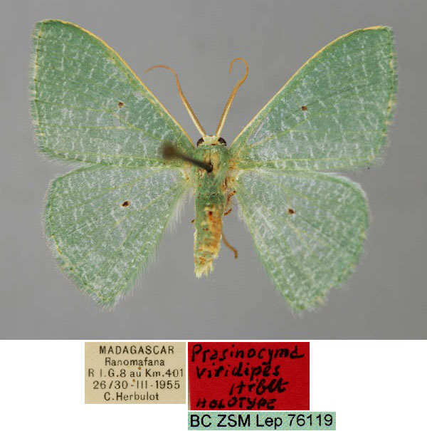 /filer/webapps/moths/media/images/V/viridipes_Prasinocyma_HT_ZSM_01.jpg