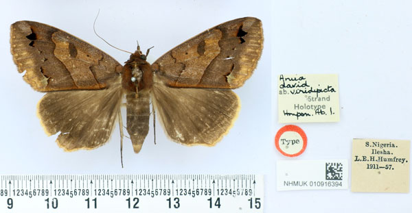 /filer/webapps/moths/media/images/V/viridipicta_Anua_HT_BMNH.jpg