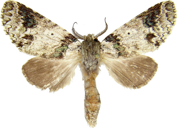 /filer/webapps/moths/media/images/V/viridipicta_Desmeocraerula_AM_MCJM.jpg