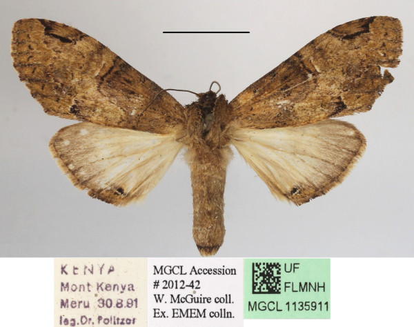 /filer/webapps/moths/media/images/V/viridipulverea_Chlorochadisra_A_MGCLa_01.JPG