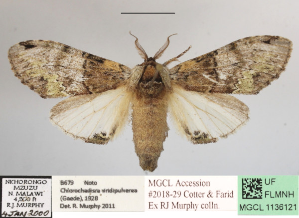 /filer/webapps/moths/media/images/V/viridipulverea_Chlorochadisra_A_MGCLa_02.JPG