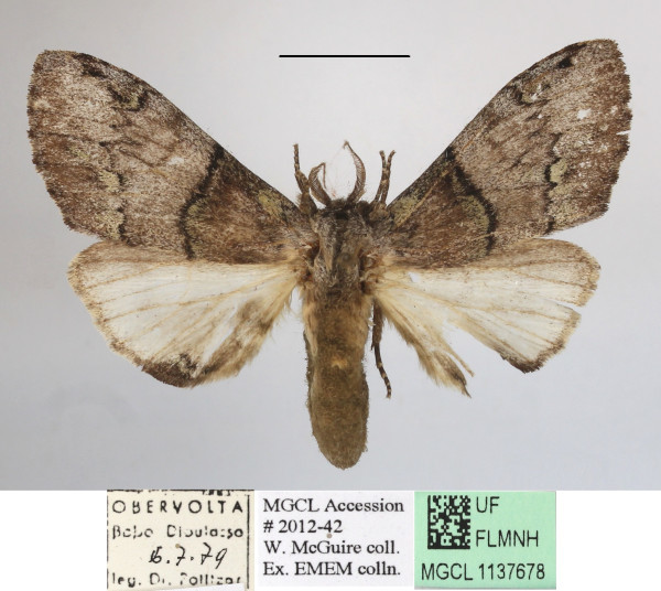 /filer/webapps/moths/media/images/V/viridipulverea_Chlorochadisra_A_MGCLa_03.JPG