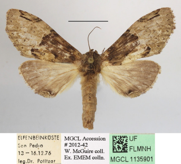 /filer/webapps/moths/media/images/V/viridipulverea_Chlorochadisra_A_MGCLa_04.JPG