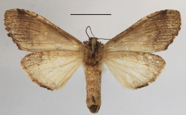 /filer/webapps/moths/media/images/V/viridipulverea_Chlorochadisra_A_MGCLb_01.JPG