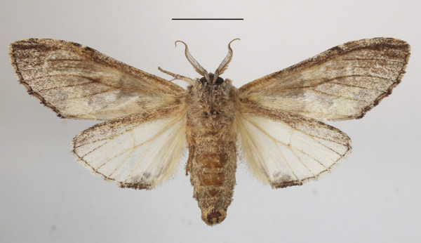 /filer/webapps/moths/media/images/V/viridipulverea_Chlorochadisra_A_MGCLb_02.JPG