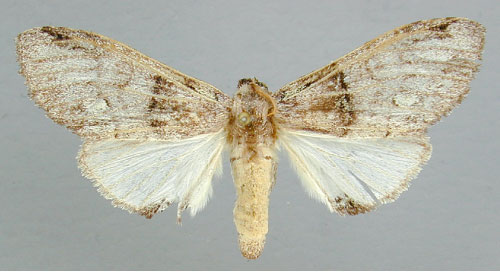 /filer/webapps/moths/media/images/V/viridipulverea_Chlorochadisra_A_RMCA.jpg