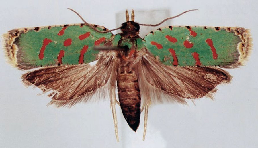 /filer/webapps/moths/media/images/V/viridis_Accra_AF_BMNH.jpg