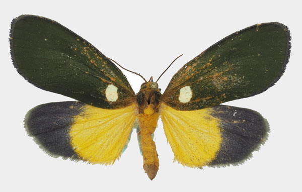 /filer/webapps/moths/media/images/V/viridis_Carpostalagma_AF_Basquin_01a.jpg
