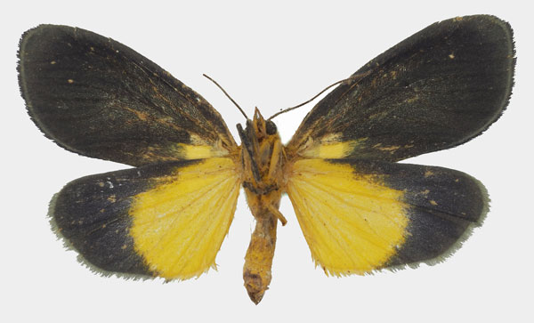 /filer/webapps/moths/media/images/V/viridis_Carpostalagma_AF_Basquin_01b.jpg