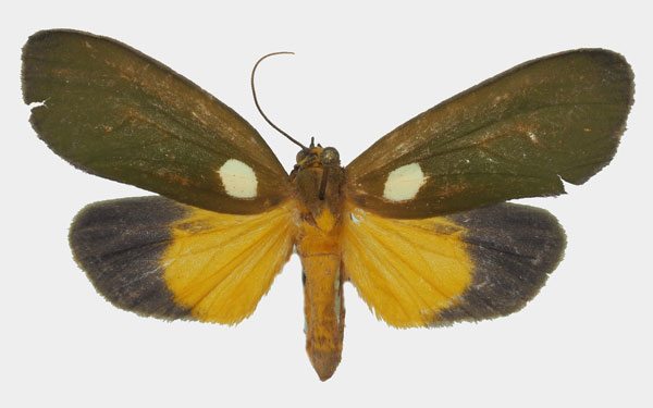 /filer/webapps/moths/media/images/V/viridis_Carpostalagma_AF_Basquin_02a.jpg
