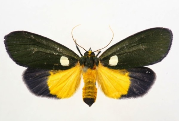 /filer/webapps/moths/media/images/V/viridis_Carpostalagma_A_Albert.JPG