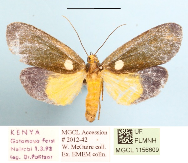 /filer/webapps/moths/media/images/V/viridis_Carpostalagma_A_MGCLa_01.JPG