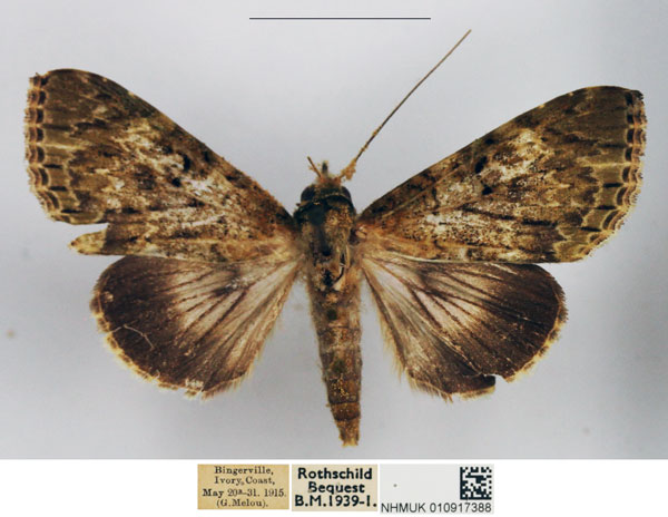 /filer/webapps/moths/media/images/V/viridis_Gigantoceras_AM_NHMUK.jpg