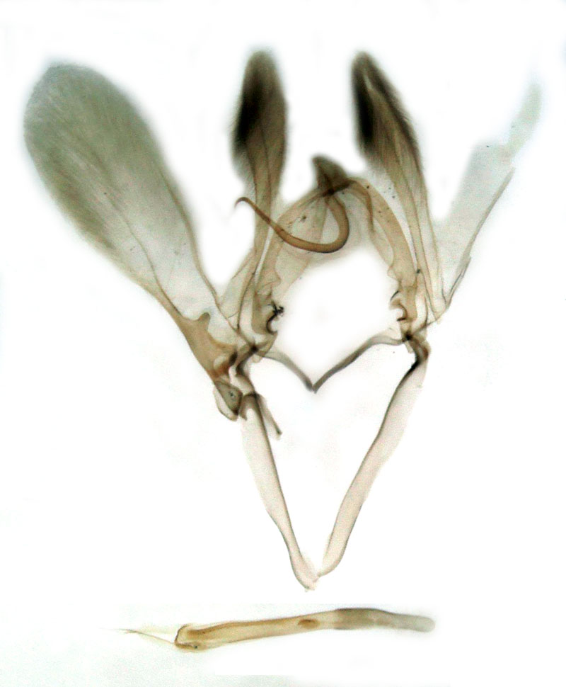 /filer/webapps/moths/media/images/V/viridis_Gigantoceras_GMHT_Berio-1820.jpg