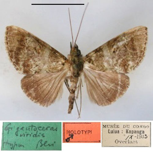 /filer/webapps/moths/media/images/V/viridis_Gigantoceras_HT_RMCA_01.jpg
