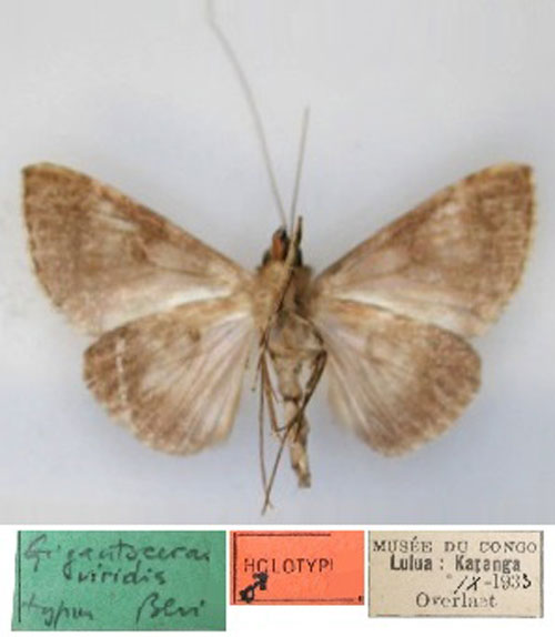 /filer/webapps/moths/media/images/V/viridis_Gigantoceras_HT_RMCA_02.jpg