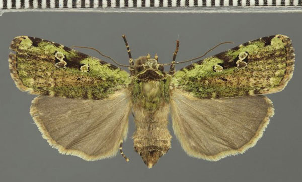 /filer/webapps/moths/media/images/V/viridis_Mentaxya_A_Fiebig.jpg
