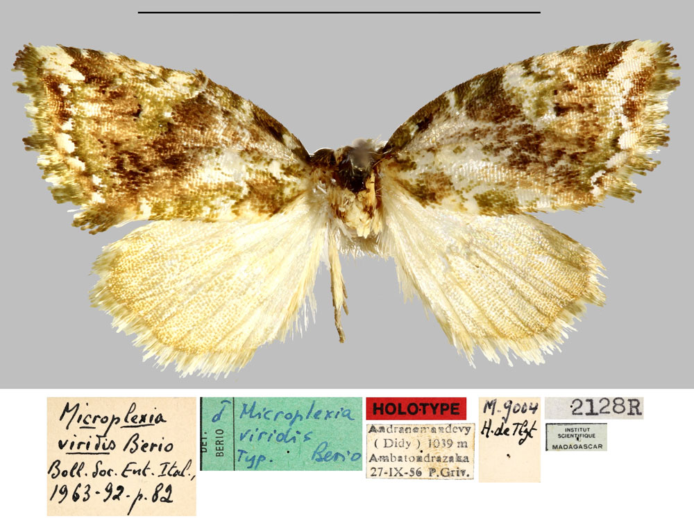 /filer/webapps/moths/media/images/V/viridis_Microplexia_HT_MNHN.jpg