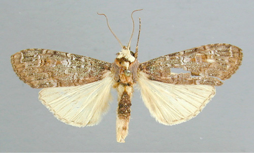 /filer/webapps/moths/media/images/V/viridis_Scrancia_A_RMCA_01.jpg