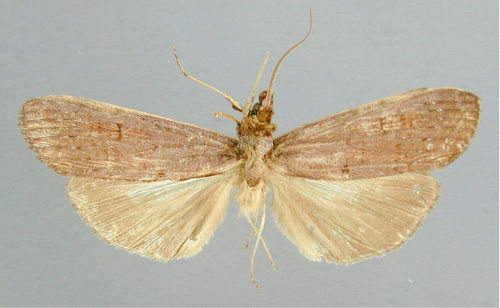 /filer/webapps/moths/media/images/V/viridis_Scrancia_A_RMCA_02.jpg