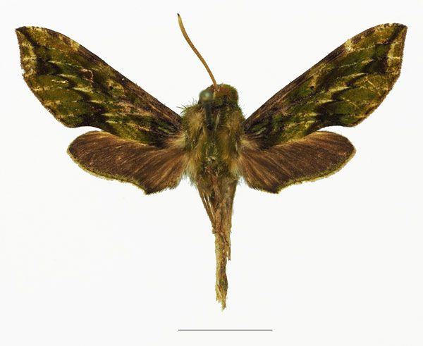 /filer/webapps/moths/media/images/V/viridis_Theretra_AM_Basquina.jpg