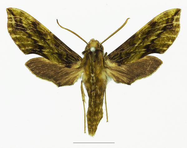 /filer/webapps/moths/media/images/V/viridis_Theretra_HT_Basquina.jpg