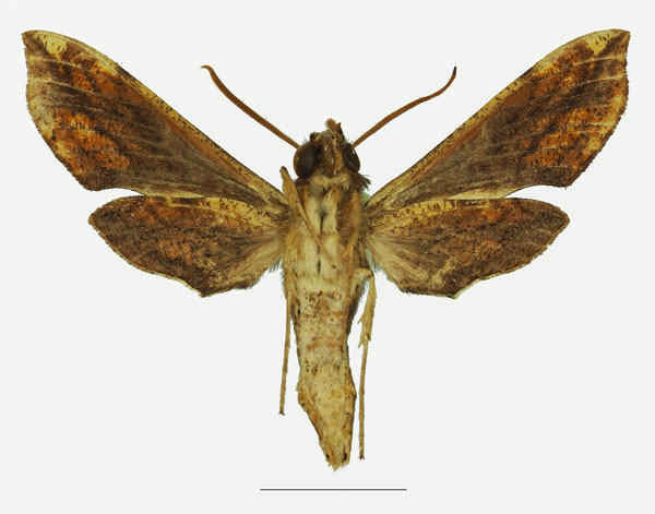 /filer/webapps/moths/media/images/V/viridis_Theretra_HT_Basquinb.jpg
