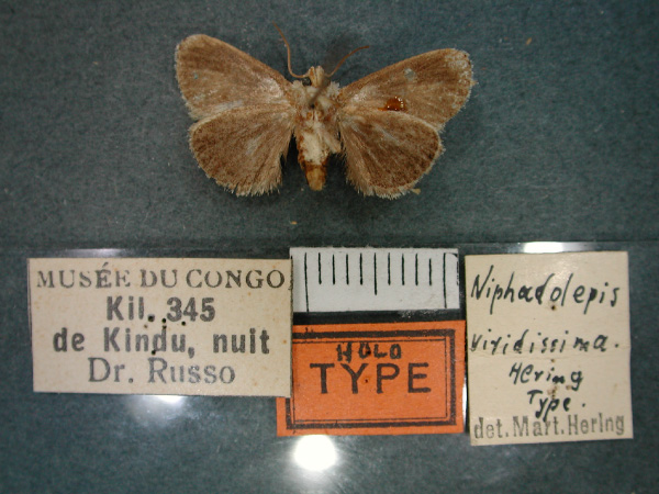 /filer/webapps/moths/media/images/V/viridissima_Niphadolepis_HT_RMCA_02.jpg