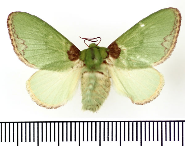 /filer/webapps/moths/media/images/V/viridissima_Parasa_AF_BMNH.jpg