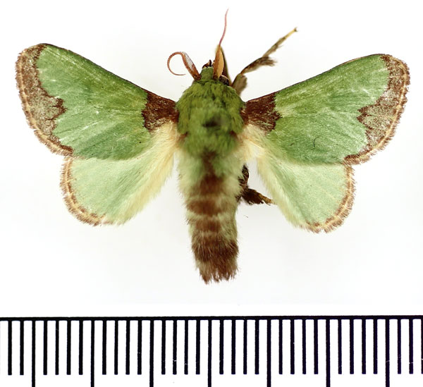 /filer/webapps/moths/media/images/V/viridissima_Parasa_AM_BMNH.jpg