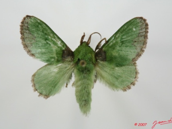 /filer/webapps/moths/media/images/V/viridissima_Parasa_A_Alberta_01.jpg