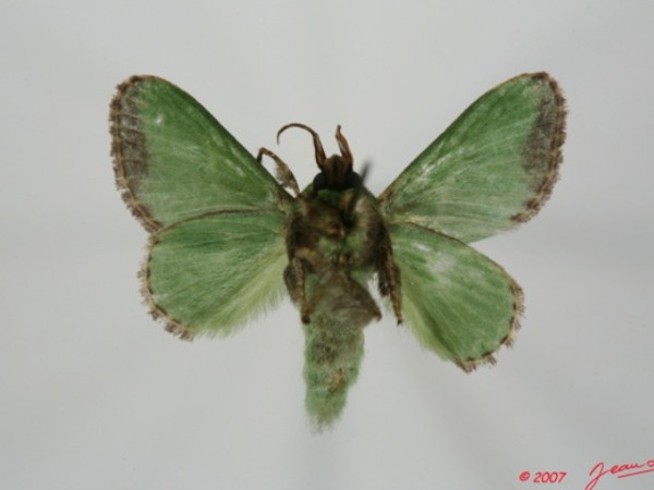 /filer/webapps/moths/media/images/V/viridissima_Parasa_A_Albertb_01.jpg