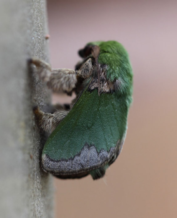 /filer/webapps/moths/media/images/V/viridissima_Parasa_A_Voaden.jpg