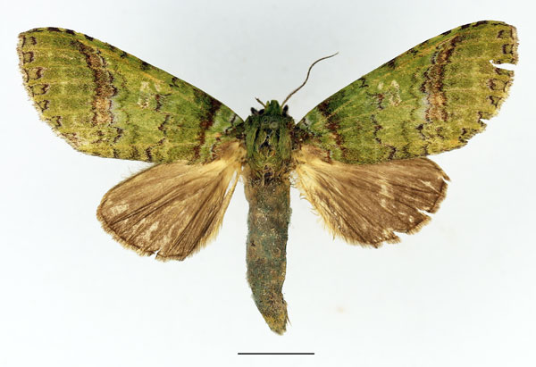 /filer/webapps/moths/media/images/V/viriditincta_Someropsis_AM_Basquin_01.jpg