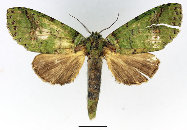 /filer/webapps/moths/media/images/V/viriditincta_Someropsis_AM_Basquin_02.jpg