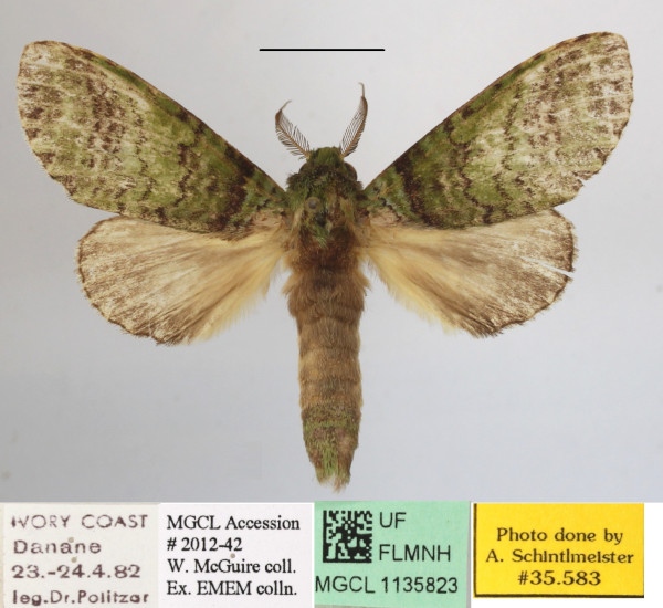 /filer/webapps/moths/media/images/V/viriditincta_Someropsis_A_MGCLa_01.JPG