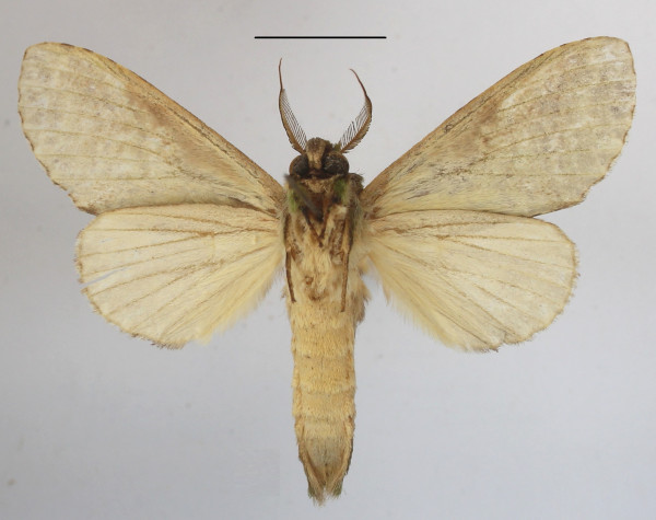 /filer/webapps/moths/media/images/V/viriditincta_Someropsis_A_MGCLb_01.JPG