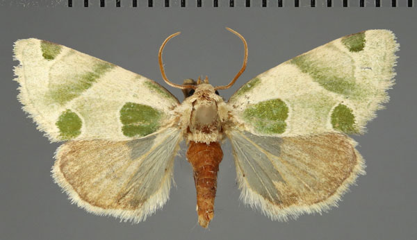 /filer/webapps/moths/media/images/V/viriditrina_Callhyccoda_AM_SMNS.jpg