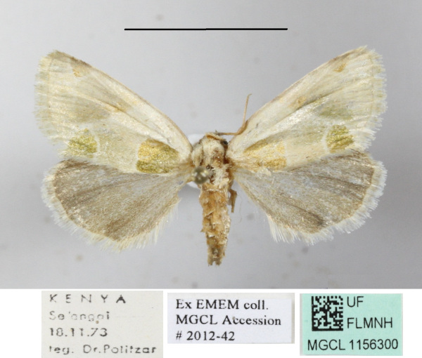 /filer/webapps/moths/media/images/V/viriditrina_Callhyccoda_A_MGCLa_01.JPG