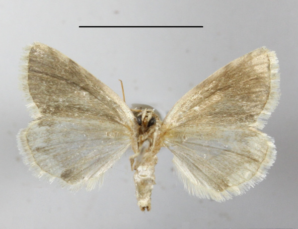 /filer/webapps/moths/media/images/V/viriditrina_Callhyccoda_A_MGCLb_01.JPG