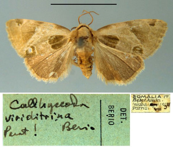 /filer/webapps/moths/media/images/V/viriditrina_Callhyccoda_PT_MSNM.jpg